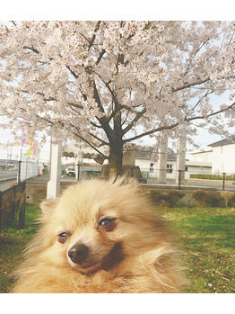 満開の桜と犬