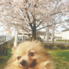 満開の桜と犬