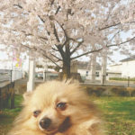 満開の桜と犬