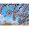 満開の桜の花と青空